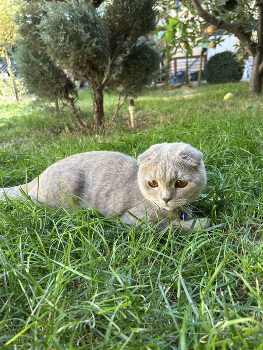 Scottish Fold Shotlandiya