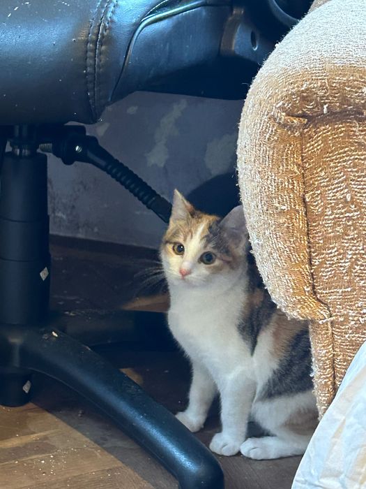 Подарявам малко трицветно котенце