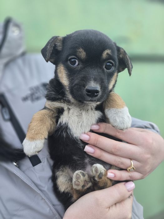 Отдам в хорошие руки!