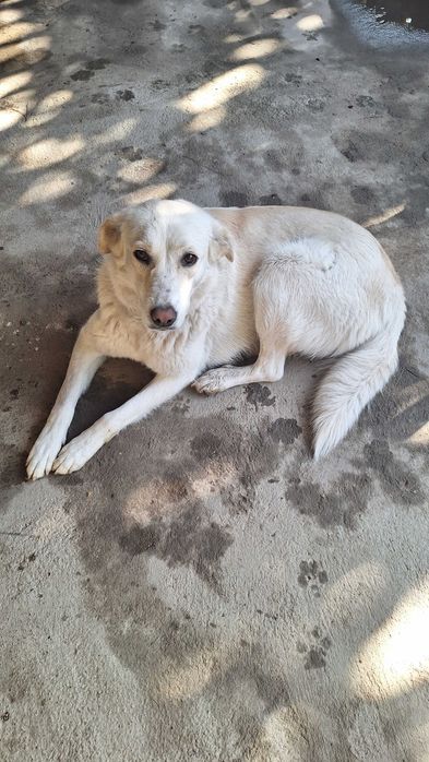 Отдам собаку в хорошие руки!