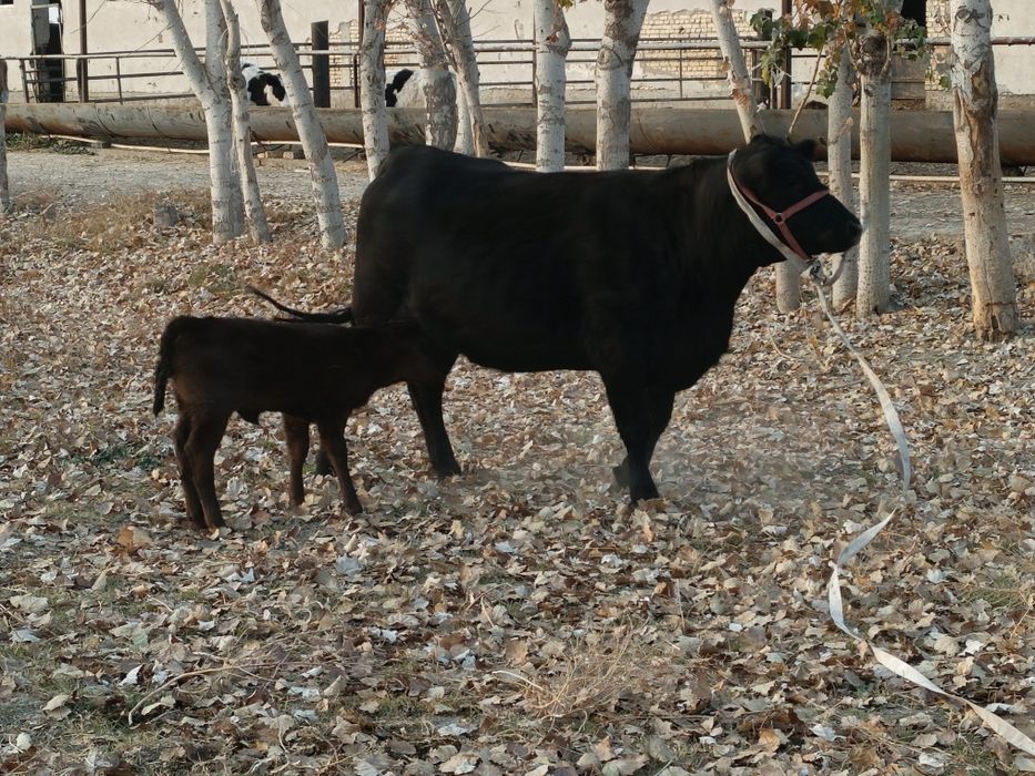 она бола ангус биринчи қорин