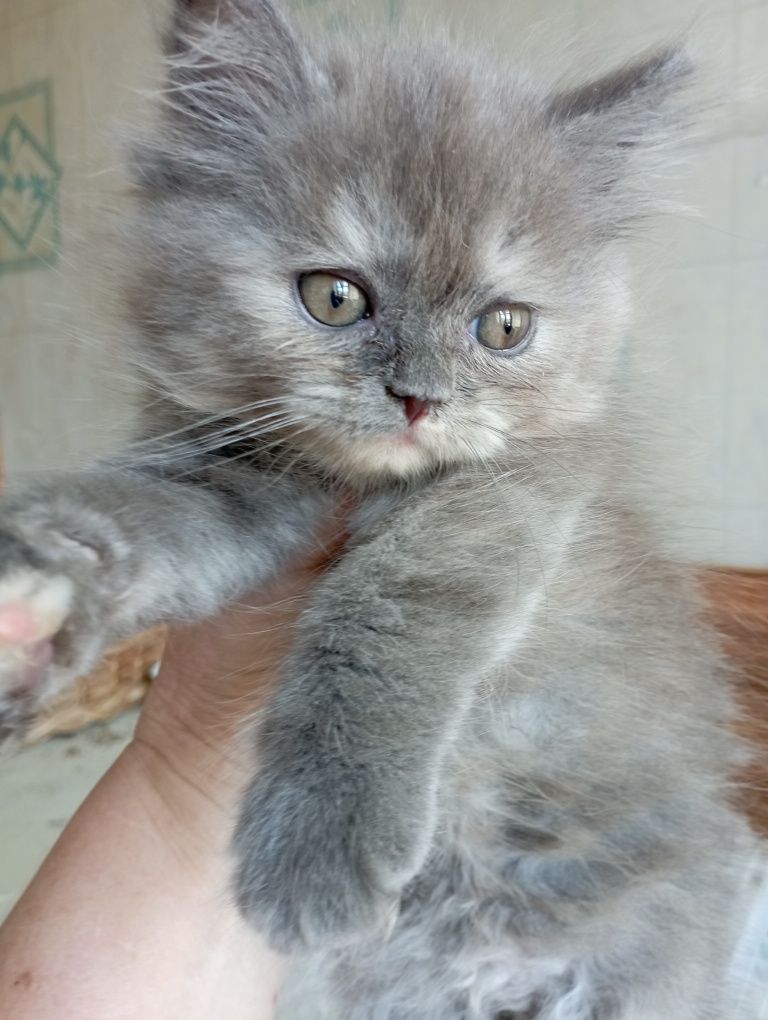 Котёнок 2 мес. девочка