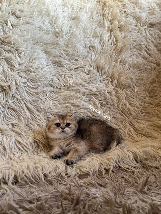 Продаётся Шотландских котята