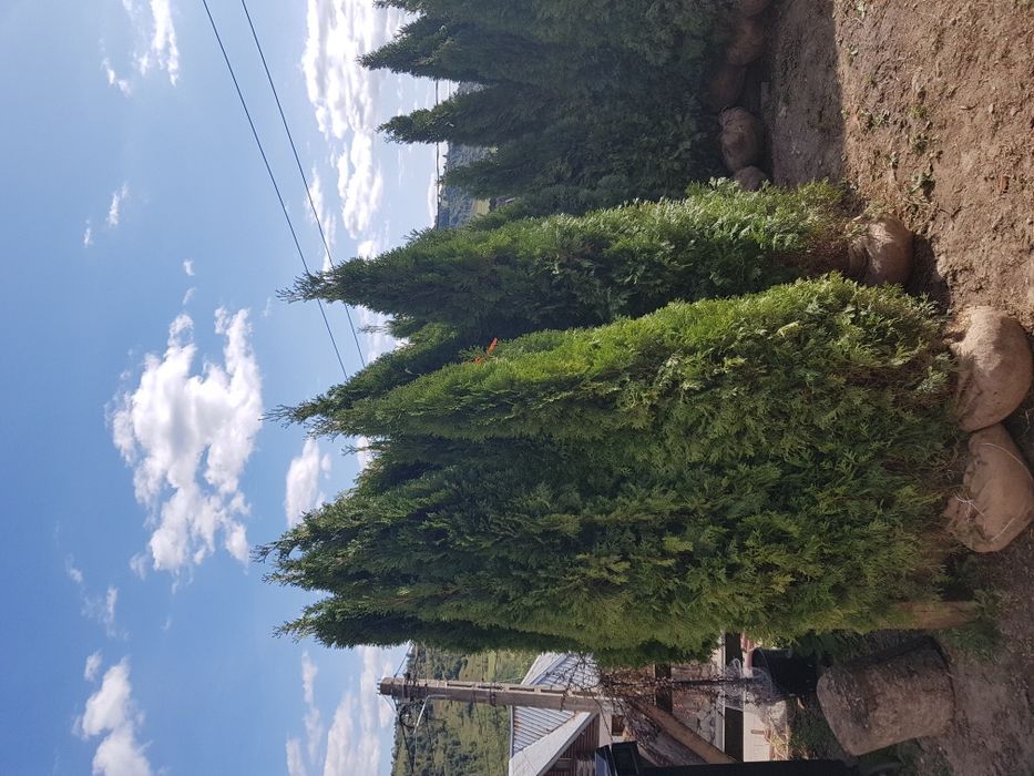 Amenajari gradini cu plante ornamantale