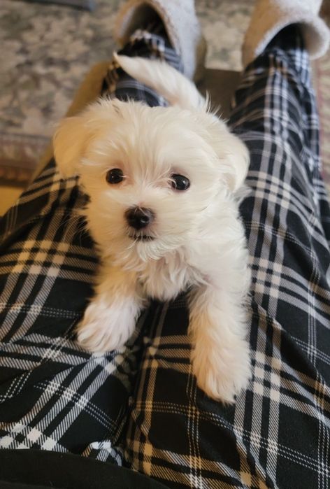 Bichon Maltez mini toy