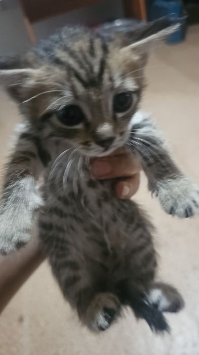 Котёнка в хорошие руки