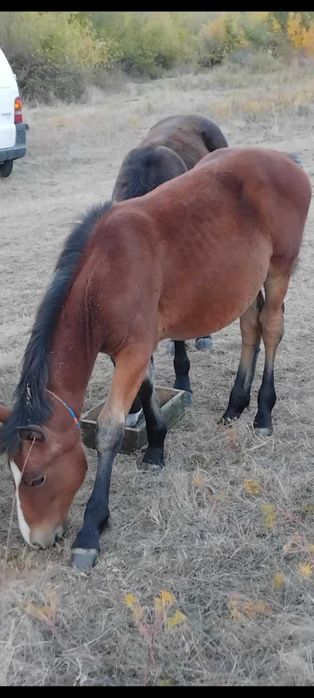 Свободни кончета