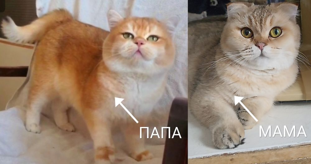 Британский короткошерстные