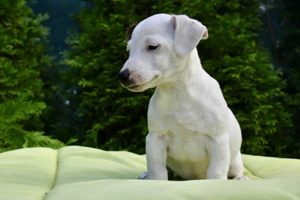 Джак ръсел териер