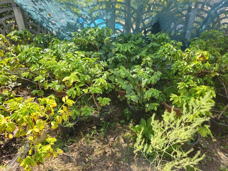 Arbori de cafea arabica