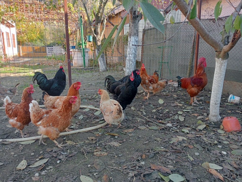 Vând cocos Australorp și de carne