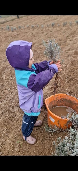 Lavanda butasi de plantat