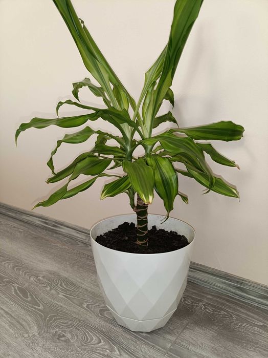 Trunchiul Fericirii 1m înalt