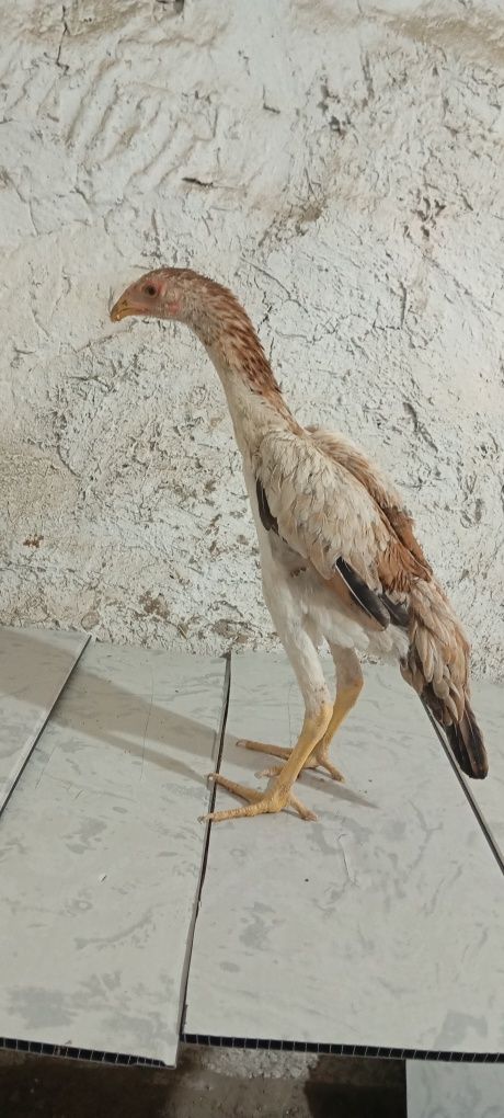 Toza makiyonchala sotiladi