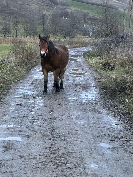 Vand manza de un 1 an si 8 luni