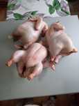 Продам Мясо бройлеров