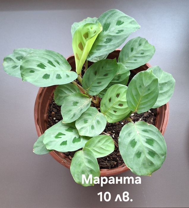 Предлагам стайни растения