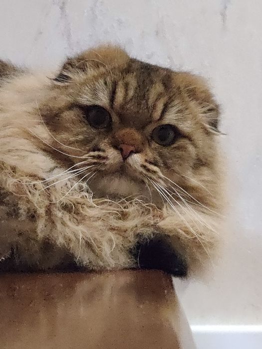 Вязка / Ищу невесты для скоттиш фолд