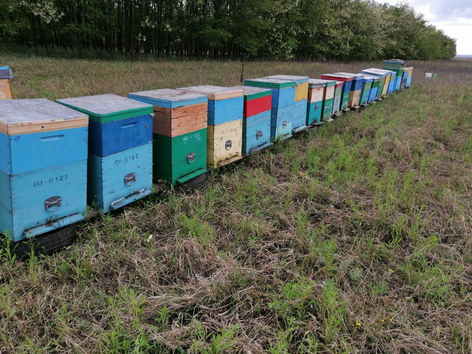 Vând albine, 15 stupi cu  albine
