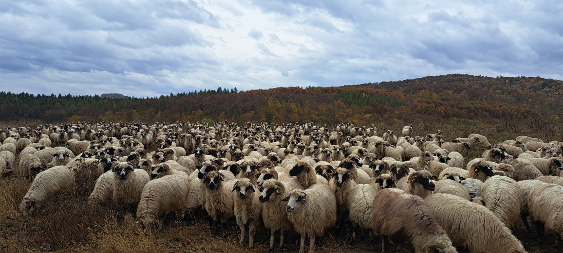 Turmă de 300 de oi Țurcane de vânzare!