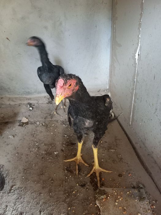 Жужала сотилади жуп