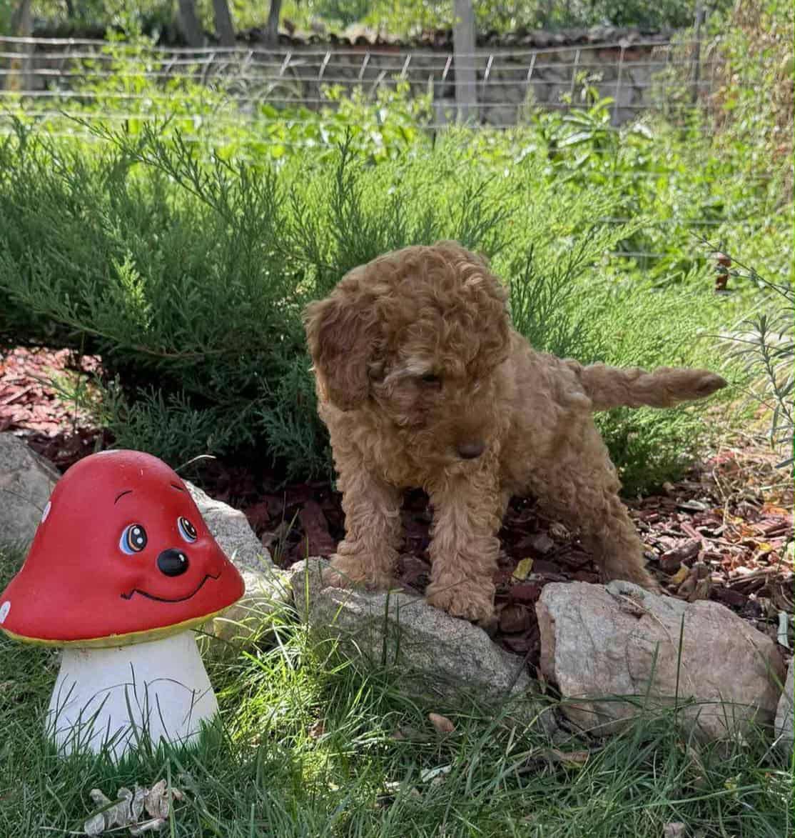 Пудел Той/ Poodle Toy