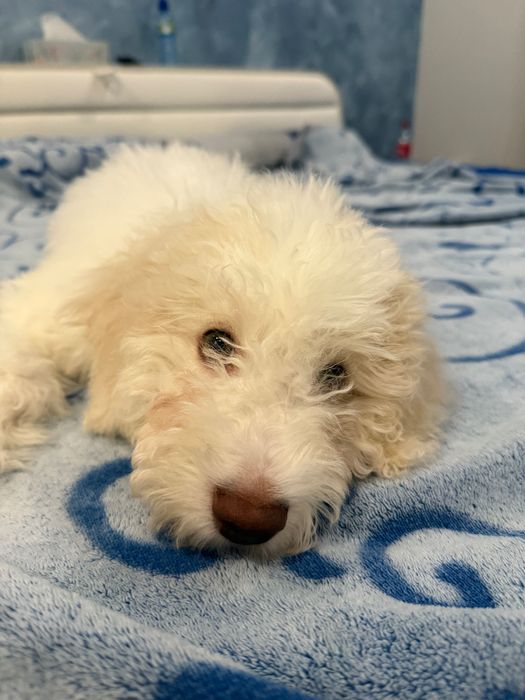 Лагото романьоло