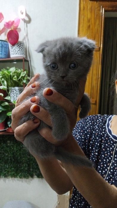 Катята шотланская