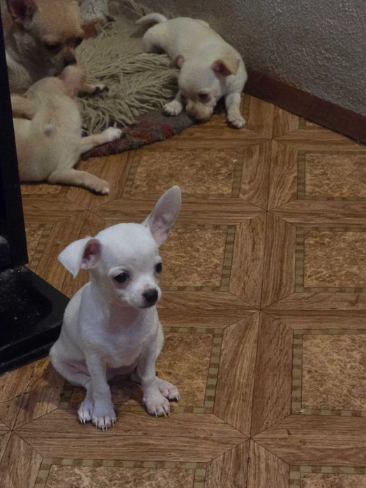 Чихуахуа кученца чистокръвни