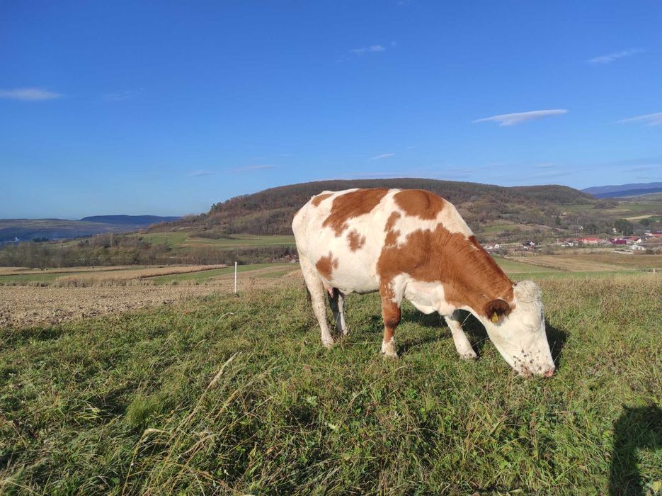 Vând 2 vaci cu lapte și 2 juninci gestante, înscrise în COP
