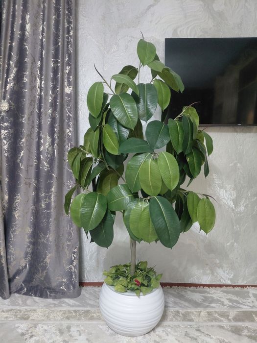 Искусственный Фикус