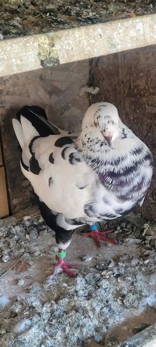 Vind sau schimbPorumbei rotați King texani