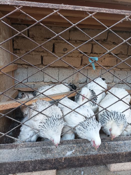 Zotli Brama  tovuqlari sotiladi 5ta tovuq