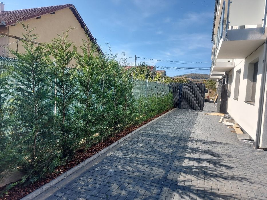 Gard viu Leylandii