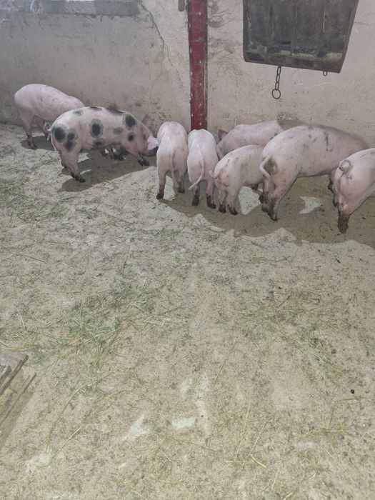 Малки прасета...