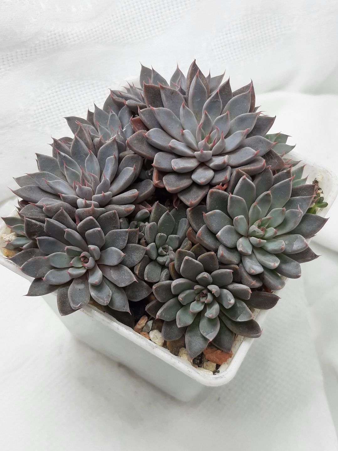 Echeveria (Эхеверии) розы пустыни, суккуленты из частной коллекции