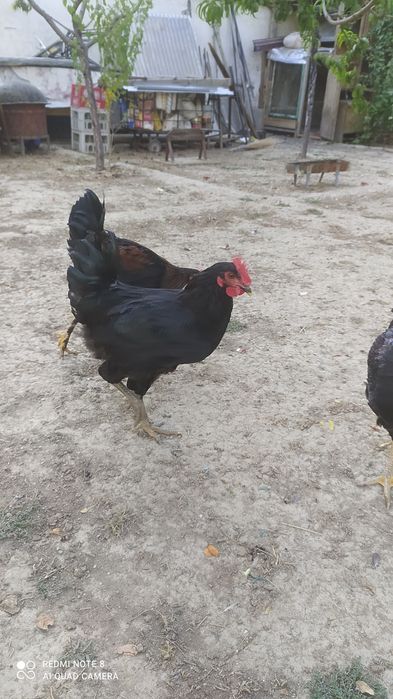Продаются петухи и куры оптом домашние не инкубаторские .