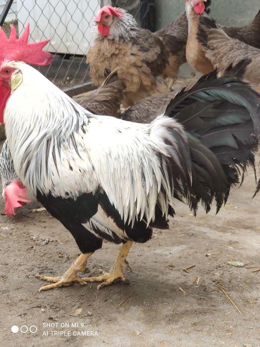 Cocos de rasă,cocoșel, cocos argintiu italian, cocos de curte