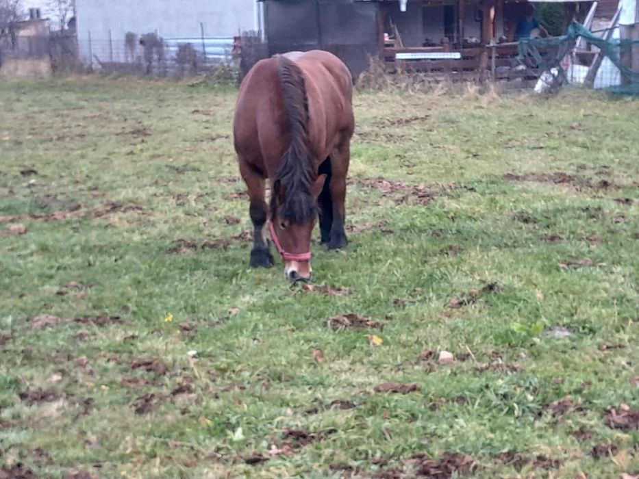 Iapa de vînzare vârstă 4 ani