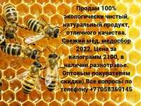 Мёд, медосбор 2023