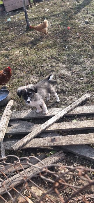 Doua Cățelușe în vârstă de 3 luni frumoase