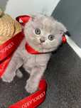 pisica british shorthair