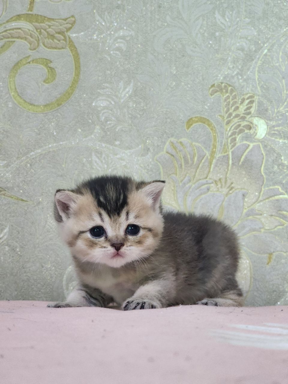 Мушукчалар сотилади