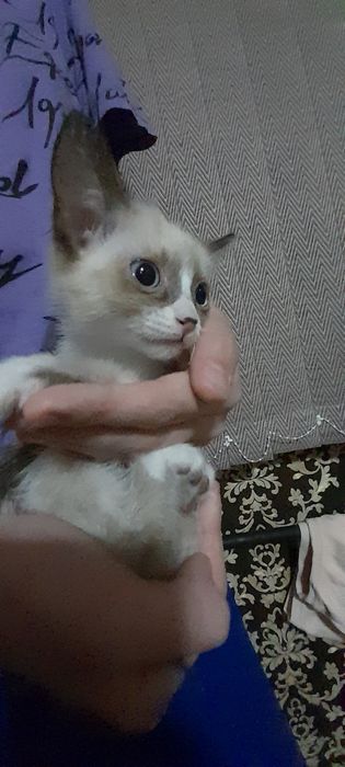 Кошечка Скоттиш страйт