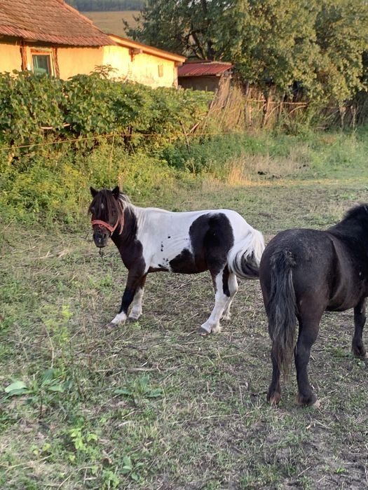 Ponei Armasar 10 ani cuminte