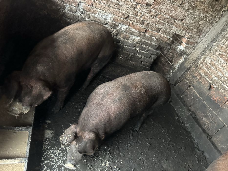 Продавам прасета за клане