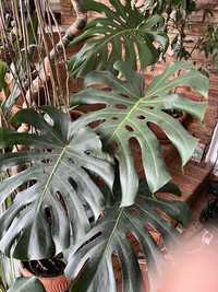 Filodendron planta decotativa “copacul prieten”
