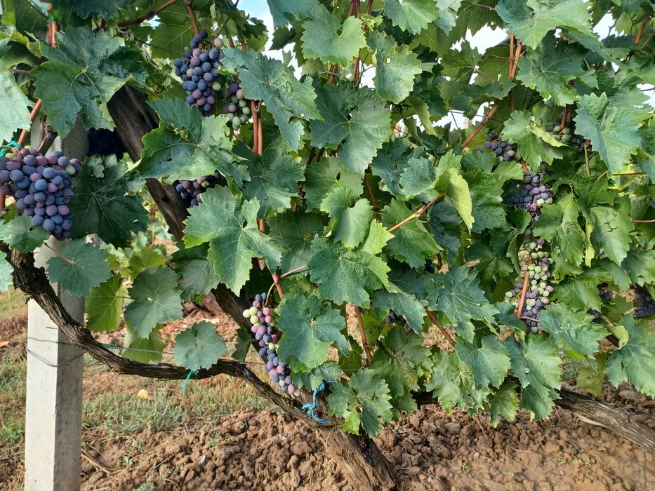 Vând struguri pentru vin