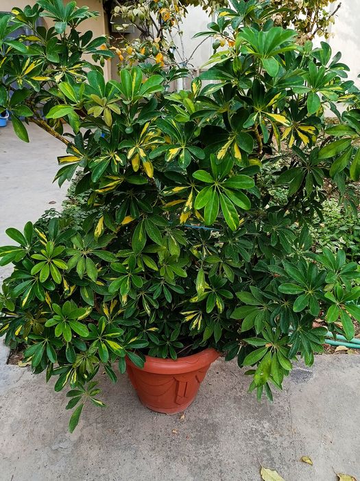 Gullar гуллар цветы