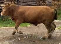 Taur limousin cu pedigree
